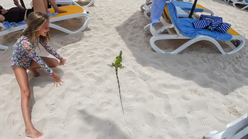 An iguana on CocoCay